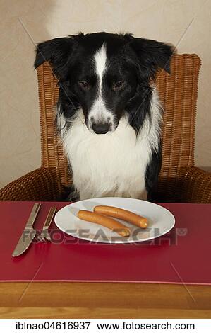 Border Collie sits at the table with sausages on the plate View Large Photo Image Stock Photo - Border Collie sits at the table with sausages on the plate. Fotosearch