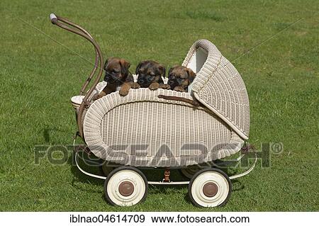 Stock Photo - Border Terrier Puppies, 7 weeks, sitting in historical buggy. Fotosearch