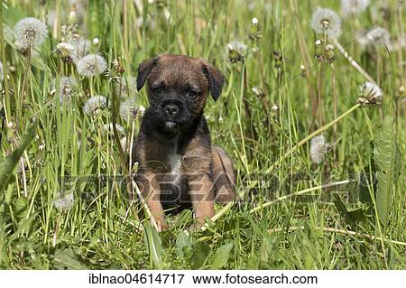 Border Terrier Puppy, 7 weeks, in meadow View Large Photo Image Stock Photo - Border Terrier Puppy, 7 weeks, in meadow. Fotosearch