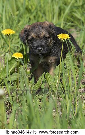 Border Terrier Puppy, 7 weeks, in meadow View Large Photo Image Stock Photography - Border Terrier Puppy, 7 weeks, in meadow. Fotosearch
