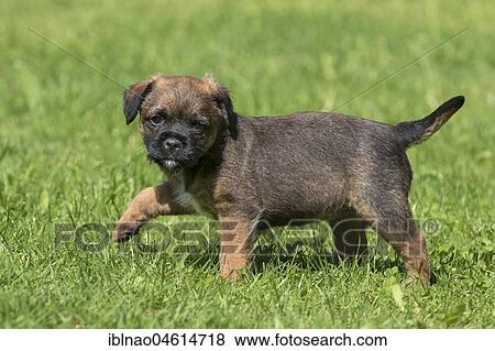 Border Terrier Puppy, 7 weeks, walking in meadow View Large Photo Image Stock Photo - Border Terrier Puppy, 7 weeks, walking in meadow. Fotosearch