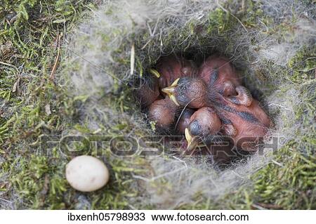 Boy Coal tits (Parus ater) Emsland, Lower Saxony, Germany, Europe View Large Photo Image Stock Image - Boy Coal tits (Parus ater) Emsland, Lower Saxony, Germany, Europe. Fotosearch