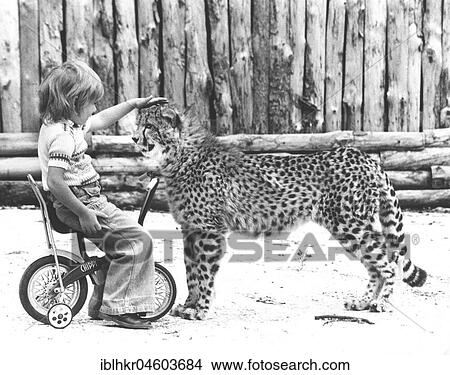 Boy strokes a cheetah, England, Great Britain View Large Photo Image Picture - Boy strokes a cheetah, England, Great Britain. Fotosearch