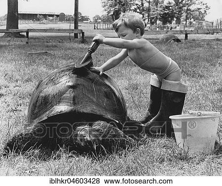 Stock Photo - Boy washes turtle, England, Great Britain. Fotosearch