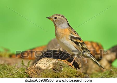 Stock Photograph - Brambling (Fringilla montifringilla), female, sitting on deadwood, Siegerland, North Rhine-Westphalia, Germany, Europe. Fotosearch