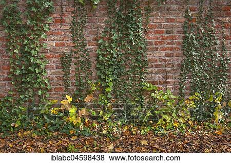 Brick wall overgrown with Common ivies (Hedera helix), Bavaria, Germany, Europe View Large Photo Image Stock Photo - Brick wall overgrown with Common ivies (Hedera helix), Bavaria, Germany, Europe. Fotosearch