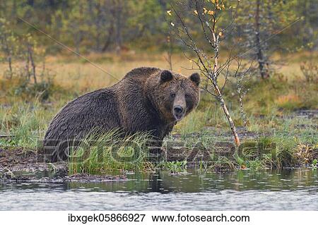 Stock Photo - Brown bear ( Ursus arctos), sitting by the lake, autumn, Kuhmo, Northern Finland, Finland, Europe. Fotosearch