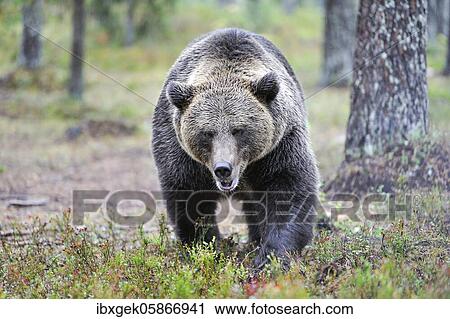 Stock Image - Brown bear ( Ursus arctos), walking through forest, Kuhmo, Northern Finland, Finland, Europe. Fotosearch