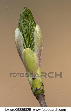 Bud produces leaf, Bad Iburg, Lower Saxony, Germany, Europe View Large Photo Image Stock Photo - Bud produces leaf, Bad Iburg, Lower Saxony, Germany, Europe. Fotosearch