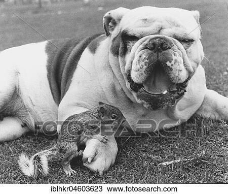 Bulldog and squirrel, England, Great Britain View Large Photo Image Stock Image - Bulldog and squirrel, England, Great Britain. Fotosearch