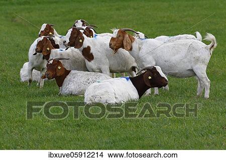 Picture - Burenn (Capra aegagrus hircus), Schleswig-Holstein, Germany, Europe. Fotosearch