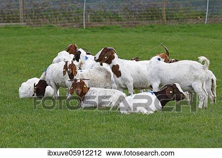 Stock Image - Burenn (Capra aegagrus hircus), Schleswig-Holstein, Germany, Europe. Fotosearch
