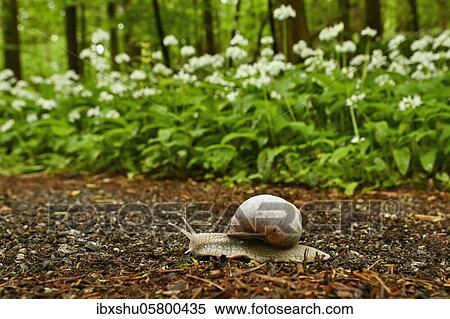 Stock Photography - Burgundy snail ( Helix pomatia) crawls along a forest path with flowering flowers in the background Ramsons ( Allium ursinum), Sihlwald Wilderness Park, Canton of Zurich, Switzerland, Europe. Fotosearch