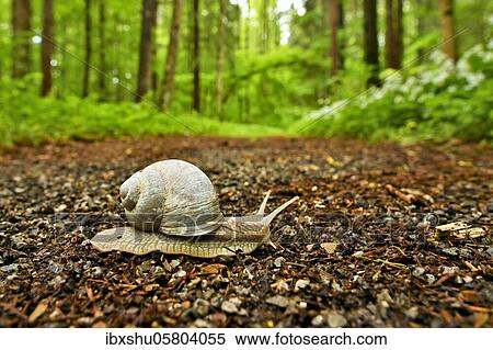 Burgundy snail ( Helix pomatia) crawls along a forest path with flowering flowers in the background Ramsons ( Allium ursinum), Sihlwald Wilderness Park, Canton of Zurich, Switzerland, Europe View Large Photo Image Stock Photography - Burgundy snail ( Helix pomatia) crawls along a forest path with flowering flowers in the background Ramsons ( Allium ursinum), Sihlwald Wilderness Park, Canton of Zurich, Switzerland, Europe. Fotosearch
