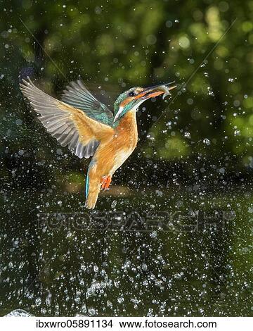 Busted Common kingfisher ( Alcedo atthis) with fish as prey, hunting, prey shot, Naarden, Netherlands View Large Photo Image Picture - Busted Common kingfisher ( Alcedo atthis) with fish as prey, hunting, prey shot, Naarden, Netherlands. Fotosearch