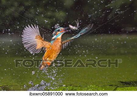 Busted Common kingfisher ( Alcedo atthis) with captured fish, hunting, Netherlands View Large Photo Image Stock Image - Busted Common kingfisher ( Alcedo atthis) with captured fish, hunting, Netherlands. Fotosearch