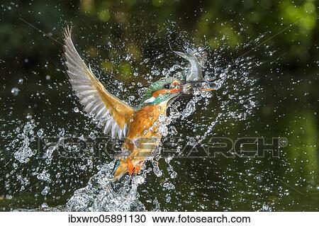 Busted Common kingfisher ( Alcedo atthis) with captured fish, hunting, Netherlands View Large Photo Image Stock Image - Busted Common kingfisher ( Alcedo atthis) with captured fish, hunting, Netherlands. Fotosearch