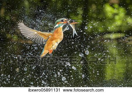 Busted Common kingfisher ( Alcedo atthis) with captured fish, hunting, Netherlands View Large Photo Image Stock Image - Busted Common kingfisher ( Alcedo atthis) with captured fish, hunting, Netherlands. Fotosearch