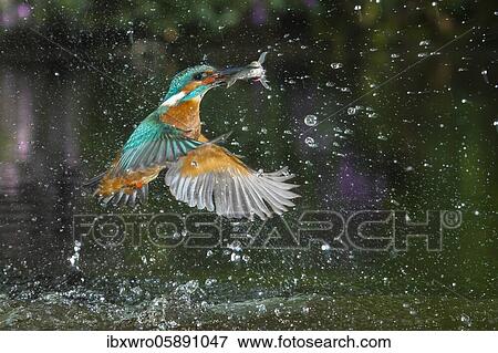 Busted Common kingfisher ( Alcedo atthis) with captured fish, hunting, Netherlands View Large Photo Image Stock Photo - Busted Common kingfisher ( Alcedo atthis) with captured fish, hunting, Netherlands. Fotosearch
