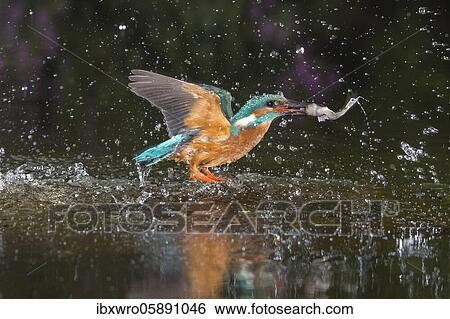 Busted Common kingfisher ( Alcedo atthis) with captured fish, hunting, Netherlands View Large Photo Image Stock Photograph - Busted Common kingfisher ( Alcedo atthis) with captured fish, hunting, Netherlands. Fotosearch