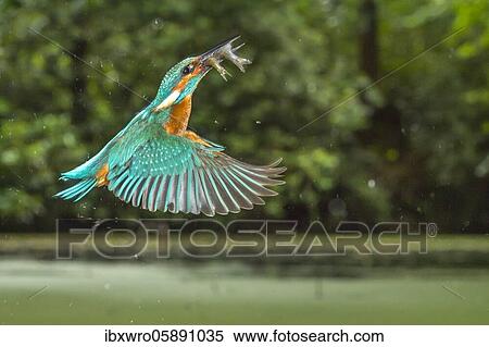 Busted Common kingfisher ( Alcedo atthis) with captured fish, hunting, Netherlands View Large Photo Image Stock Photography - Busted Common kingfisher ( Alcedo atthis) with captured fish, hunting, Netherlands. Fotosearch