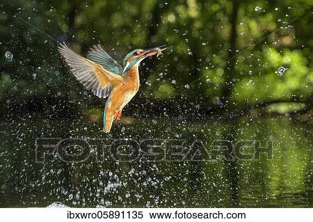 Busted Common kingfisher ( Alcedo atthis) with fish as prey, hunting, prey shot, Naarden, Netherlands View Large Photo Image Stock Photography - Busted Common kingfisher ( Alcedo atthis) with fish as prey, hunting, prey shot, Naarden, Netherlands. Fotosearch