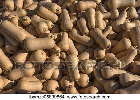 Butternut squashse (Cucurbita moschata 'Butternut'), Bavaria, Germany, Europe View Large Photo Image Picture - Butternut squashse (Cucurbita moschata 'Butternut'), Bavaria, Germany, Europe. Fotosearch