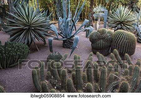 Picture - Cacti, succulents in the Jardin Majorelle des Yves Saint-Laurent, botanical garden, Marrakech, Morocco, Africa. Fotosearch