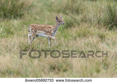 Calf of Fallow deer ( dama dama) steps onto the clearing, Puttbus, Mecklenburg Vorpommern, Germany, Europe View Large Photo Image Stock Image - Calf of Fallow deer ( dama dama) steps onto the clearing, Puttbus, Mecklenburg Vorpommern, Germany, Europe. Fotosearch