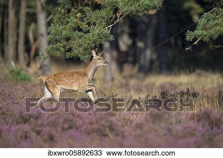 Stock Image - Calf of red deer ( Cervus elaphus) in blooming heath, running, De Hoge Veluwe National Park, Netherlands. Fotosearch