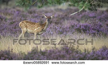 Calf of red deer ( Cervus elaphus) in blooming heath, securing, National Park De Hoge Veluwe, Netherlands View Large Photo Image Stock Image - Calf of red deer ( Cervus elaphus) in blooming heath, securing, National Park De Hoge Veluwe, Netherlands. Fotosearch
