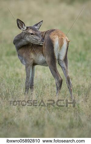 Calf of red deer ( Cervus elaphus) Klamptenborg, Copenhagen, Denmark, Europe View Large Photo Image Stock Image - Calf of red deer ( Cervus elaphus) Klamptenborg, Copenhagen, Denmark, Europe. Fotosearch