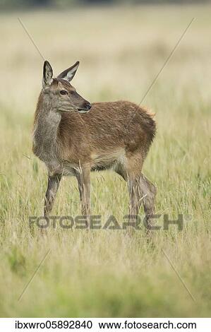 Calf of red deer ( Cervus elaphus) Klamptenborg, Copenhagen, Denmark, Europe View Large Photo Image Stock Image - Calf of red deer ( Cervus elaphus) Klamptenborg, Copenhagen, Denmark, Europe. Fotosearch