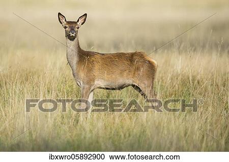Calf of red deer ( Cervus elaphus) Klamptenborg, Copenhagen, Denmark, Europe View Large Photo Image Stock Image - Calf of red deer ( Cervus elaphus) Klamptenborg, Copenhagen, Denmark, Europe. Fotosearch
