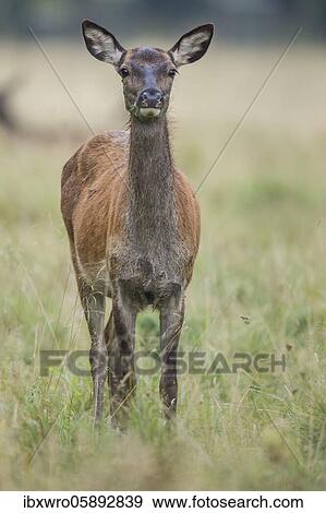 Stock Photo - Calf of red deer ( Cervus elaphus) Klamptenborg, Copenhagen, Denmark, Europe. Fotosearch