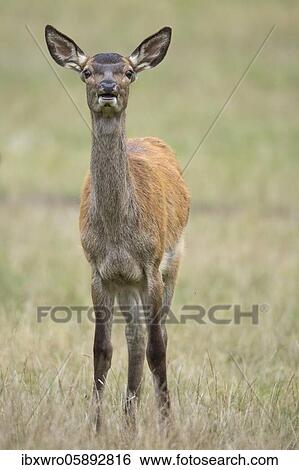 Stock Photograph - Calf of red deer ( Cervus elaphus) Klamptenborg, Copenhagen, Denmark, Europe. Fotosearch