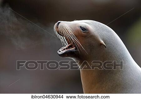 California sea lion (Zalophus californianus), captive, Baden-Württemberg, Germany, Europe View Large Photo Image Picture - California sea lion (Zalophus californianus), captive, Baden-Württemberg, Germany, Europe. Fotosearch