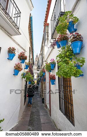 Stock Photo - Calle de las Flores, alley decorated with flowers, in the back church tower of the Mezquita-Catedral de Córdoba or Cathedral of the Conception of Our Lady, Córdoba, province Cordoba, Andalusia, Spain, Europe. Fotosearch