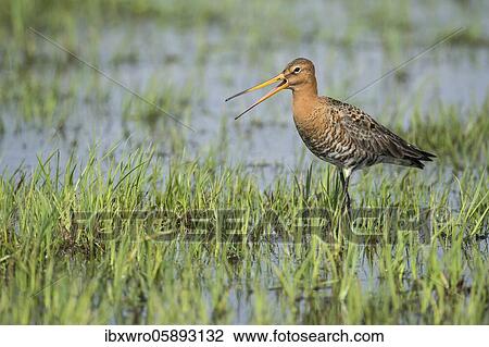 Callers Black-tailed godwit ( Limosa limosa) in Feuchtwiese, Dümmerniederung, Lembruch, Lower Saxony, Germany, Europe View Large Photo Image Stock Image - Callers Black-tailed godwit ( Limosa limosa) in Feuchtwiese, Dümmerniederung, Lembruch, Lower Saxony, Germany, Europe. Fotosearch