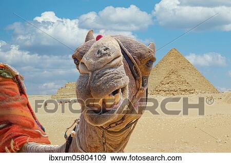 Camel in front of the pyramids of Giza, Giza, Cairo, Egypt, Africa View Large Photo Image Stock Photo - Camel in front of the pyramids of Giza, Giza, Cairo, Egypt, Africa. Fotosearch