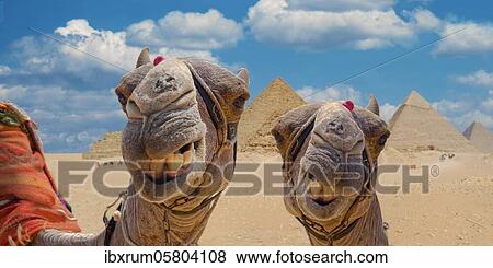 Camels in front of the pyramids of Giza, Giza, Cairo, Egypt, Africa View Large Photo Image Stock Photo - Camels in front of the pyramids of Giza, Giza, Cairo, Egypt, Africa. Fotosearch