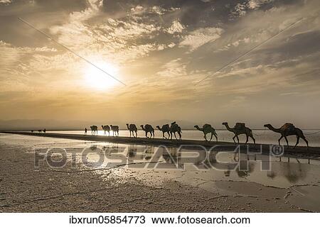Camels loaded with rock salt plates walk through a salt lake, salt desert, Danakil depression, Ethiopia, Africa View Large Photo Image Stock Image - Camels loaded with rock salt plates walk through a salt lake, salt desert, Danakil depression, Ethiopia, Africa. Fotosearch