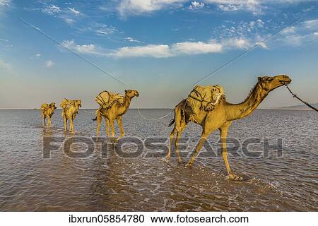 Camels loaded with rock salt plates walk through a salt lake, Danakil depression, Ethiopia, Africa View Large Photo Image Stock Image - Camels loaded with rock salt plates walk through a salt lake, Danakil depression, Ethiopia, Africa. Fotosearch