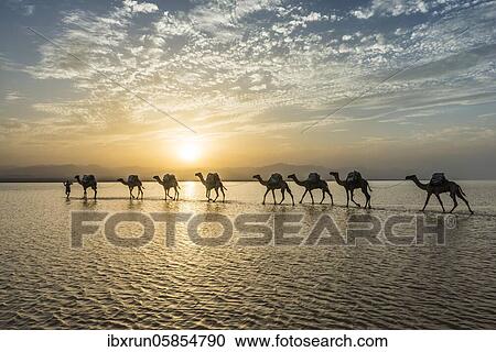 Stock Image - Camels loaded with rock salt plates walk through a salt lake, Danakil depression, Ethiopia, Africa. Fotosearch