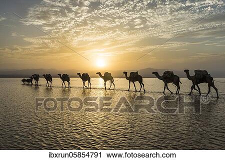 Camels loaded with rock salt plates walk through a salt lake, Danakil depression, Ethiopia, Africa View Large Photo Image Stock Image - Camels loaded with rock salt plates walk through a salt lake, Danakil depression, Ethiopia, Africa. Fotosearch