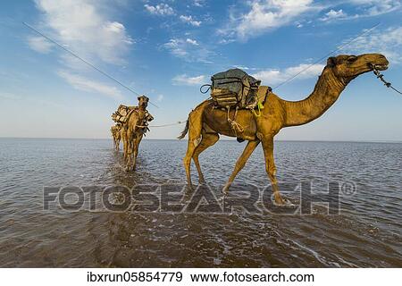Stock Photo - Camels loaded with rock salt plates walk through a salt lake, Danakil depression, Ethiopia, Africa. Fotosearch