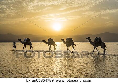 Camels loaded with rock salt plates walk through a salt lake, Danakil depression, Ethiopia, Africa View Large Photo Image Stock Photo - Camels loaded with rock salt plates walk through a salt lake, Danakil depression, Ethiopia, Africa. Fotosearch