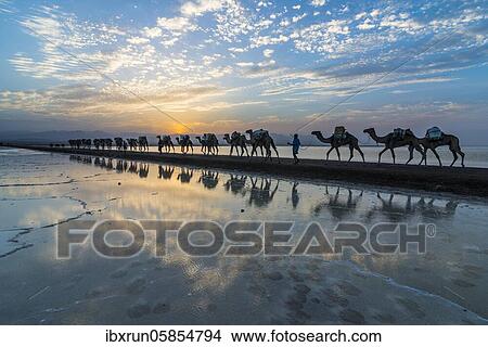 Camels loaded with rock salt slabs walk at sunset through a salt lake, salt desert, Danakil depression, Ethiopia, Africa View Large Photo Image Picture - Camels loaded with rock salt slabs walk at sunset through a salt lake, salt desert, Danakil depression, Ethiopia, Africa. Fotosearch