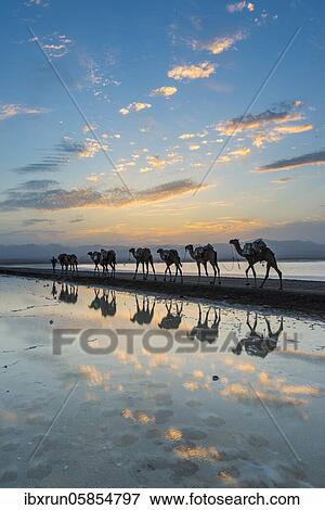 Stock Photo - Camels loaded with rock salt slabs walk at sunset through a salt lake, salt desert, Danakil depression, Ethiopia, Africa. Fotosearch