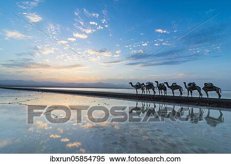 Camels loaded with rock salt slabs walk at sunset through a salt lake, salt desert, Danakil depression, Ethiopia, Africa View Large Photo Image Stock Photography - Camels loaded with rock salt slabs walk at sunset through a salt lake, salt desert, Danakil depression, Ethiopia, Africa. Fotosearch